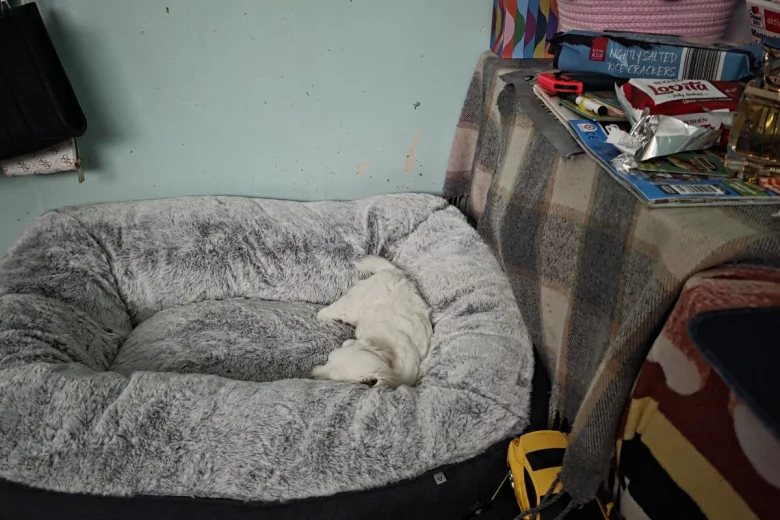 Bichon Frise