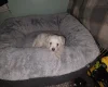 Bichon Frise