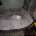 Bichon Frise