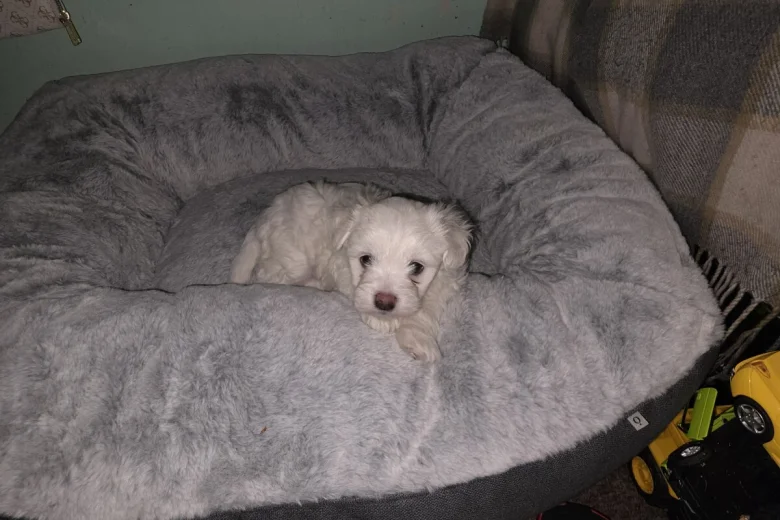 Bichon Frise