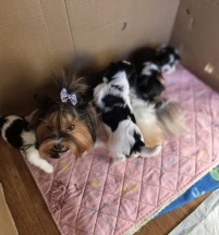 Dam
