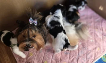 Yorkshire Terrier