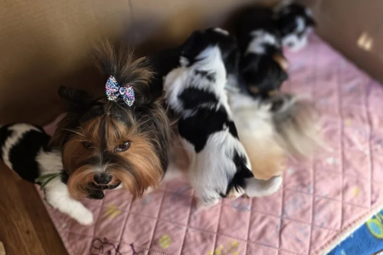 Yorkshire Terrier
