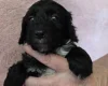 Cockapoo