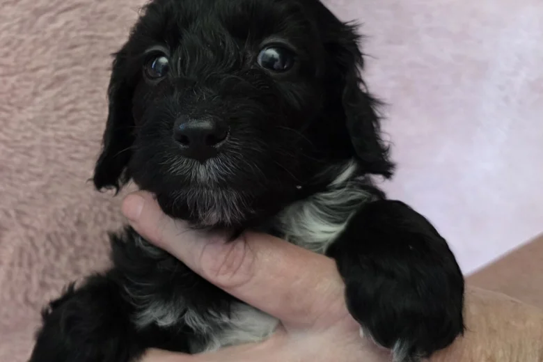 Cockapoo