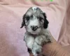 Cockapoo