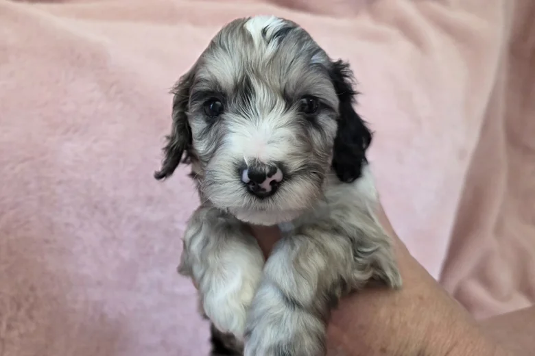 Cockapoo