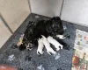 Cockapoo