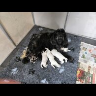 Cockapoo