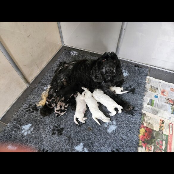 Cockapoo