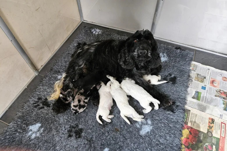 Cockapoo
