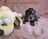 Cockapoo