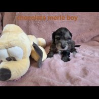 Cockapoo