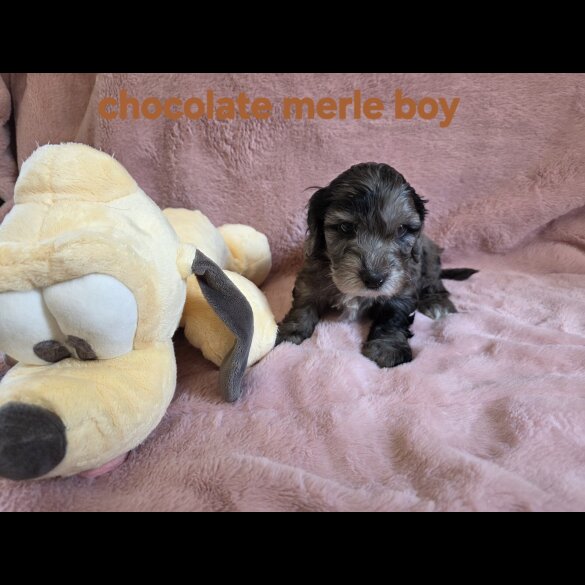 Cockapoo