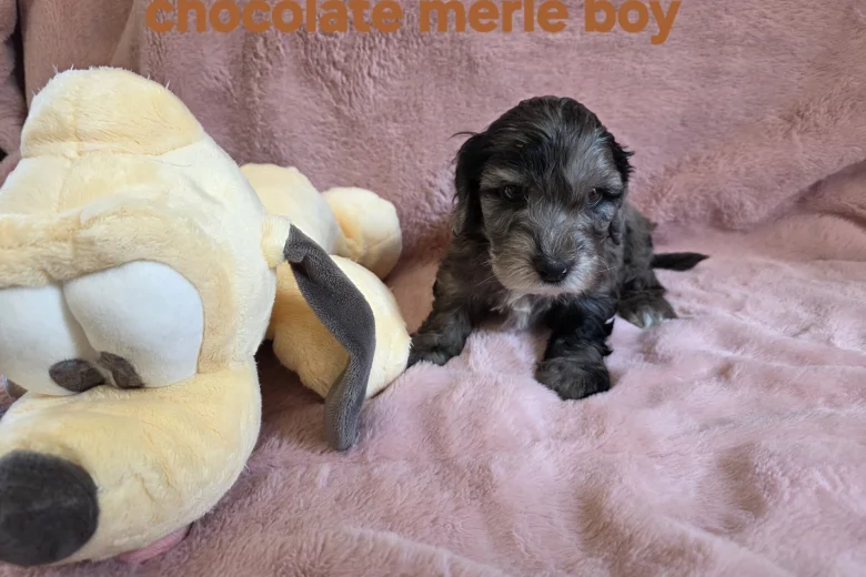 Cockapoo