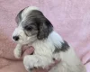 Cockapoo