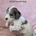 Cockapoo