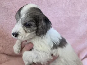 Cockapoo