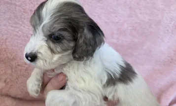 Cockapoo