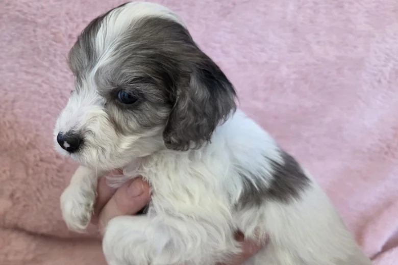 Cockapoo