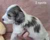 Cockapoo