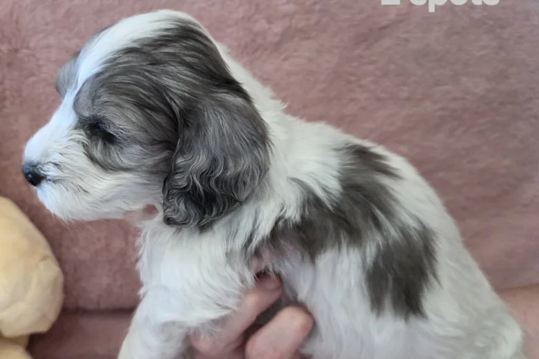 Cockapoo