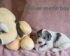 Cockapoo