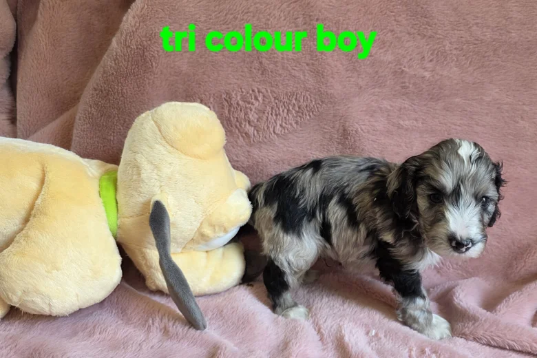 Cockapoo