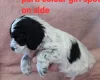 Cockapoo