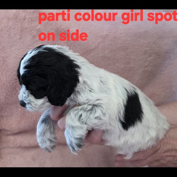 Cockapoo