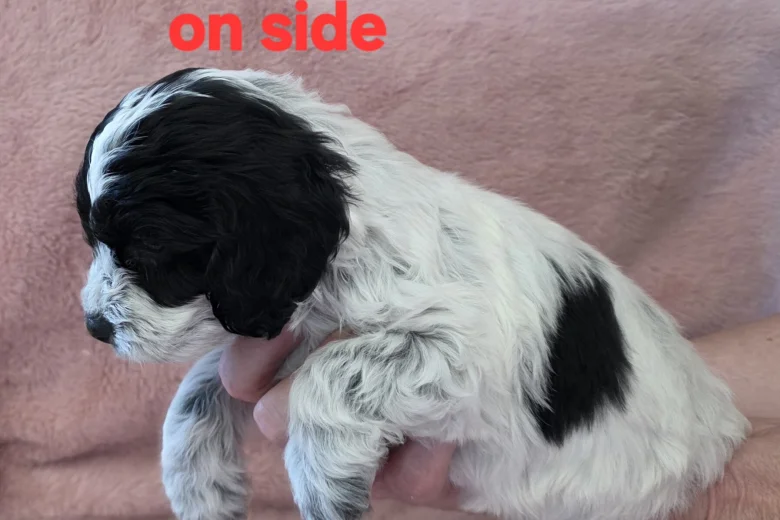 Cockapoo