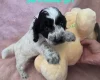 Cockapoo