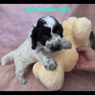Cockapoo