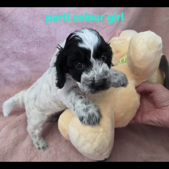 Cockapoo
