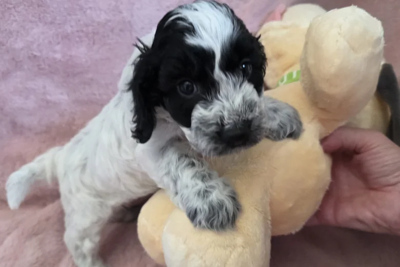 Cockapoo