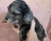 Cockapoo