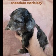 Cockapoo