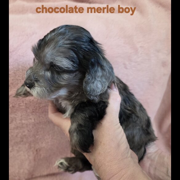 Cockapoo