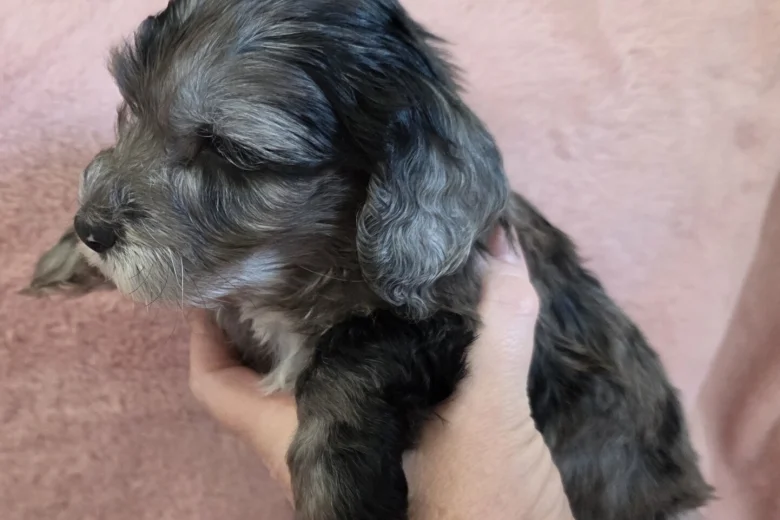 Cockapoo