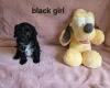 Cockapoo