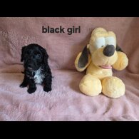 Cockapoo