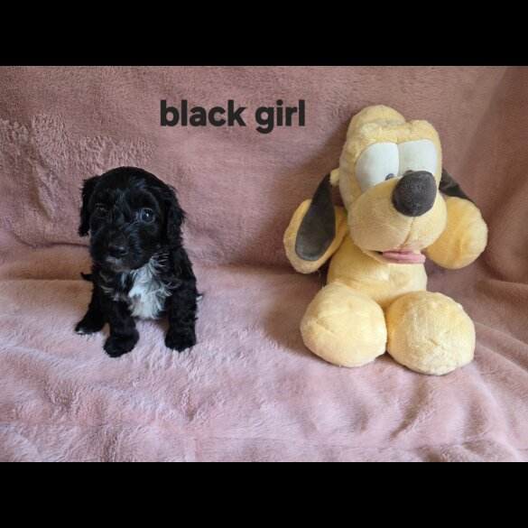 Cockapoo