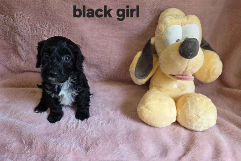 Cockapoo