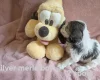 Cockapoo
