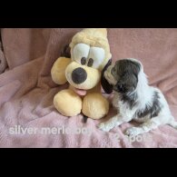 Cockapoo