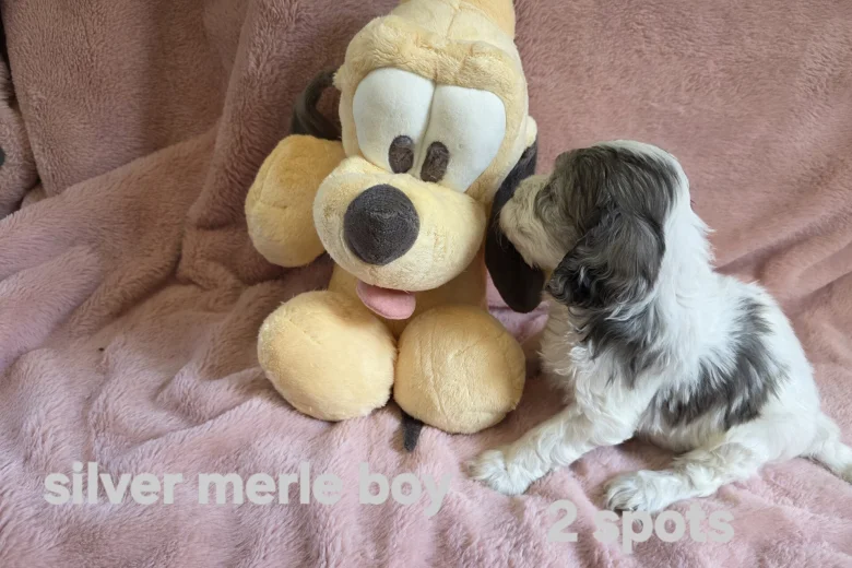 Cockapoo