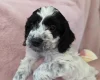 Cockapoo