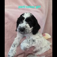 Cockapoo