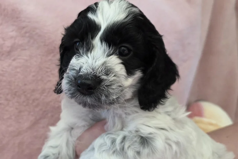 Cockapoo