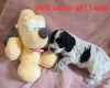 Cockapoo
